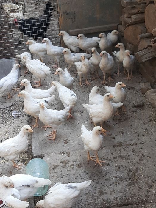 продоём ҷиплат пародое нисушка  маленъкие