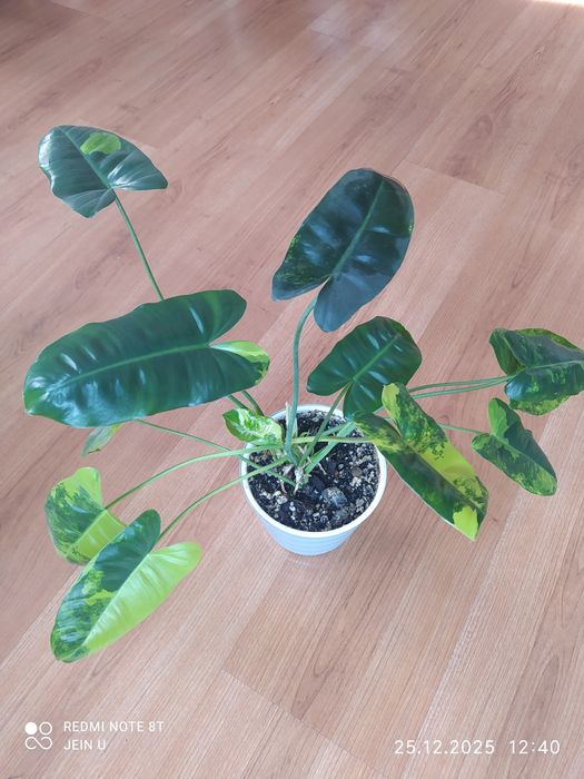 Филодендрон Бурле Маркс вариегатный.