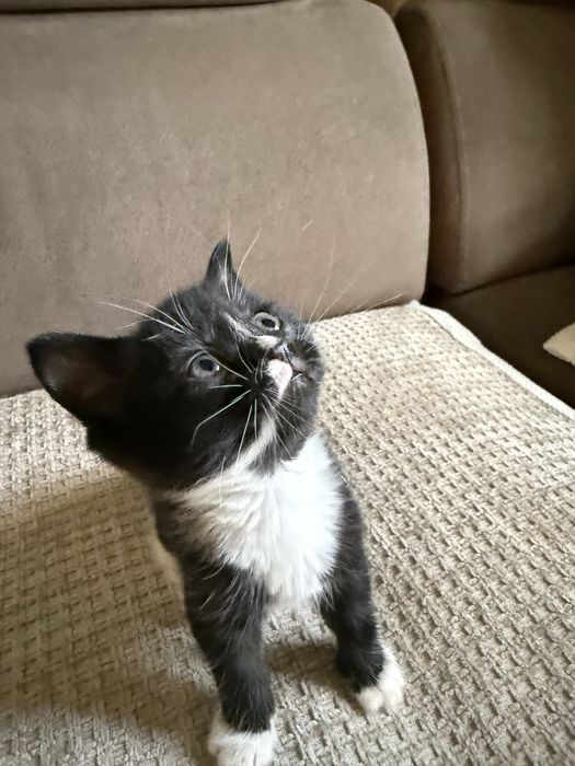 Смышленные котята