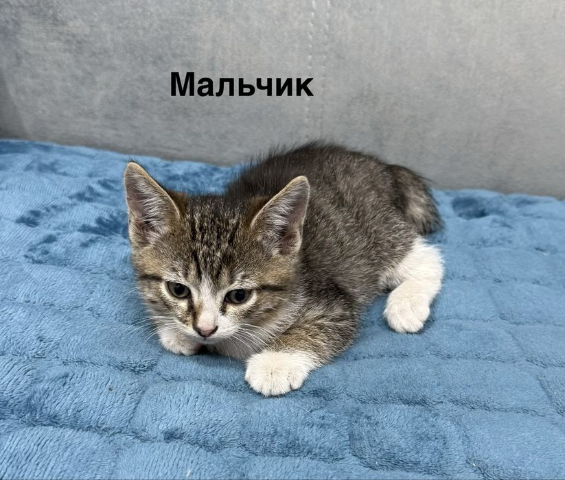Отдам даром котят