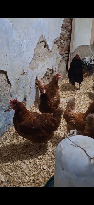 disponibile gaini outoare