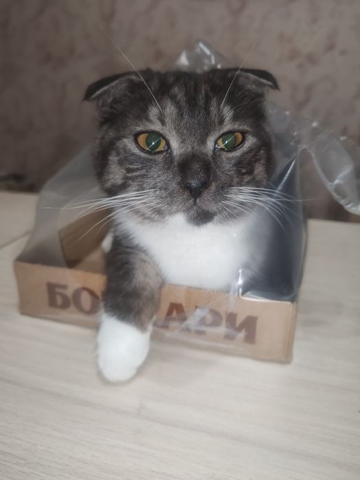 продам молодой кот Том