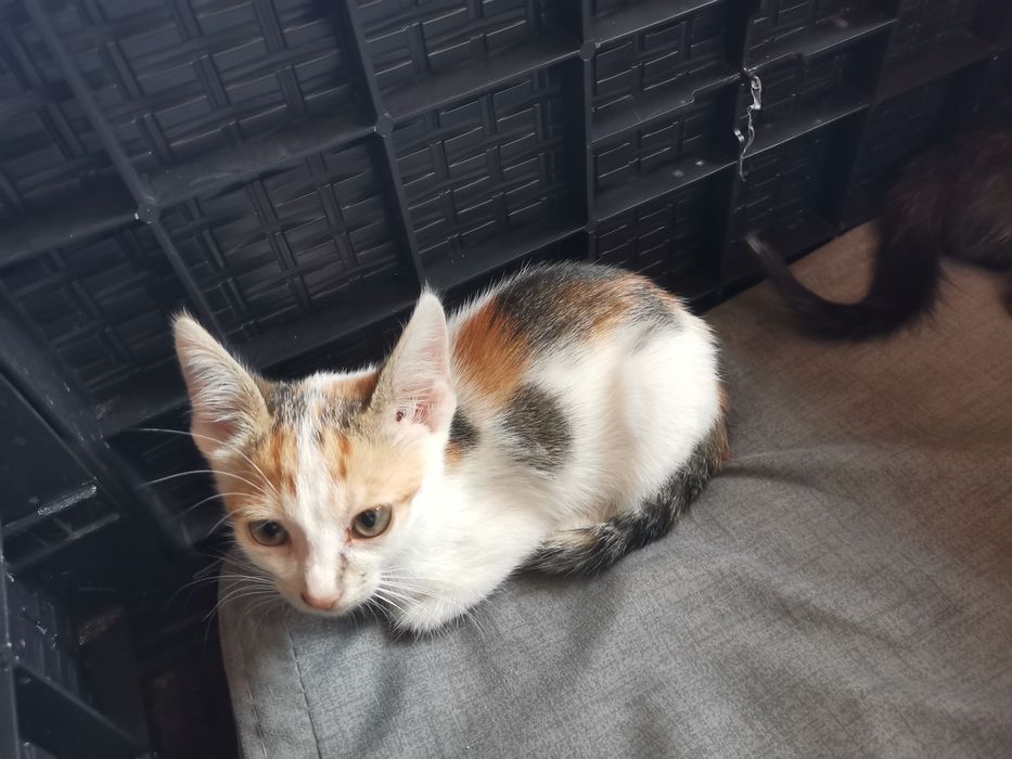4 pisicuțe spre adopție