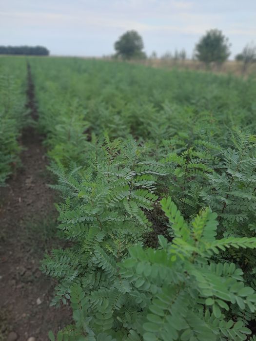 Puieti de salcam de vânzare 0,50 bani