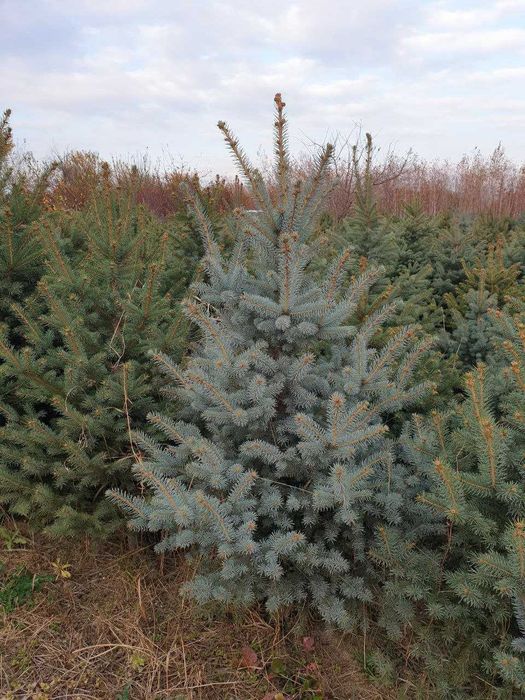 Голубые ели, Picea pungens glauca Glabosa