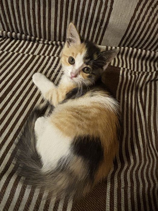 котенок в добрые руки