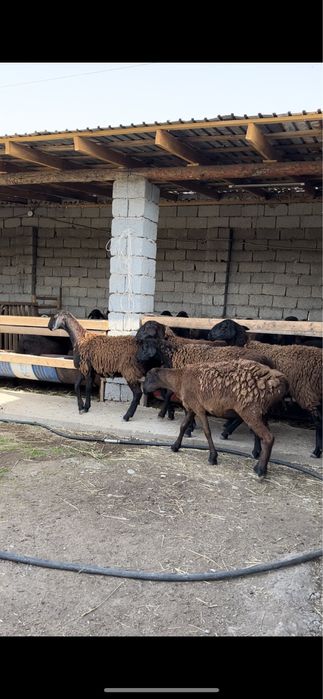 Кой сатамыз! Сойып беремыз, доставка бар! Самал 1