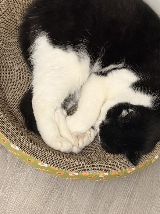 Когтяточка новая