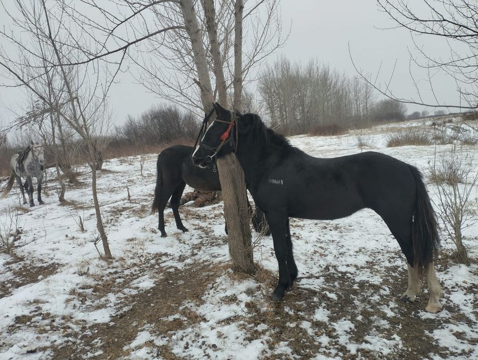 Кобыла полукровка