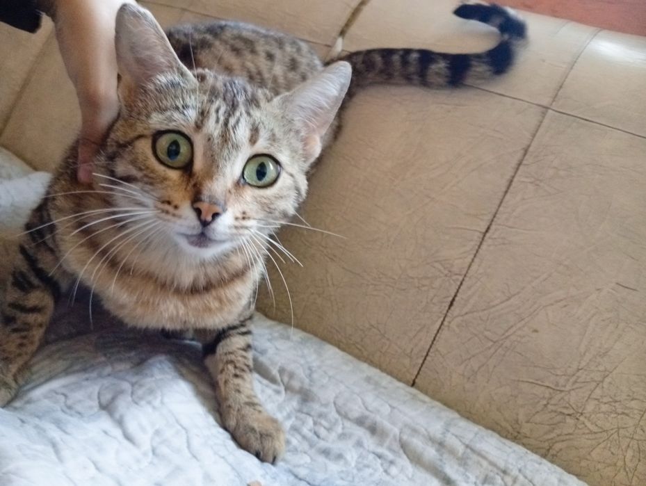 Кошка отлично ловит мышей и крыс