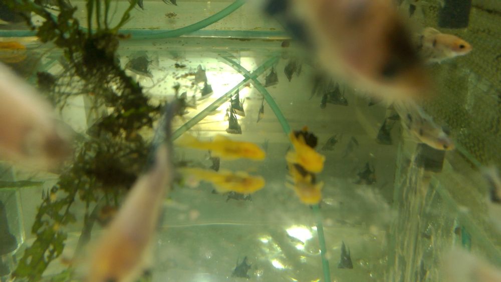 Продам аквариумных рыб