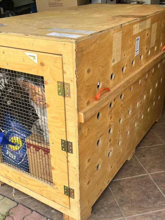 Cusca caine talie mare transport avion - Big dog special crate IATA