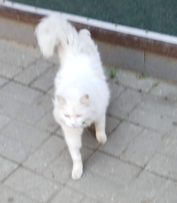 Котик Беляш.ищет дом