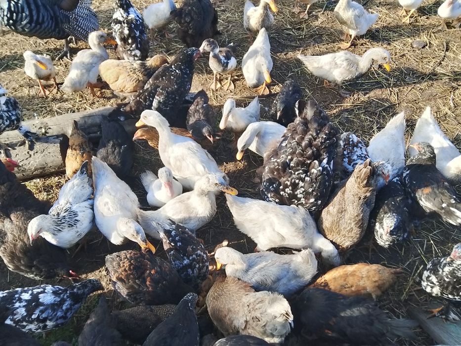 Утки молодняк, продам