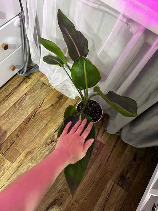 Стрелеция Николая