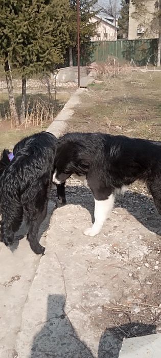 Привитые щенки 6 месяцев.