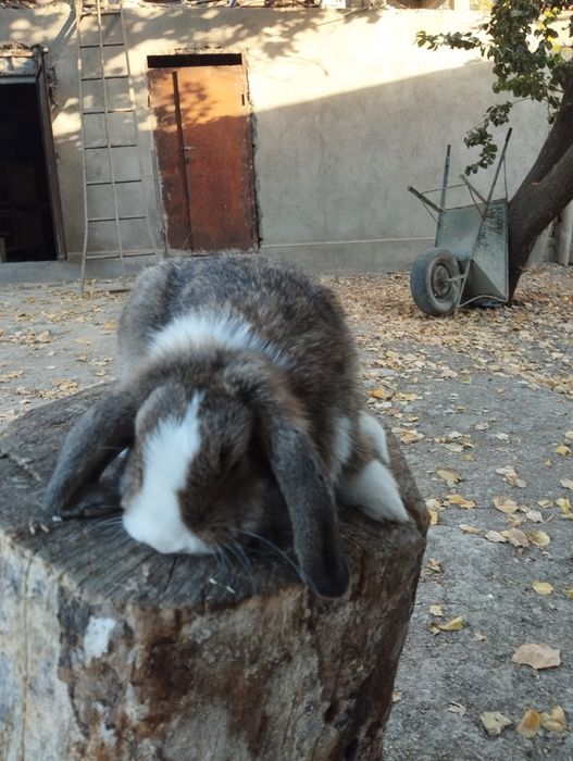 Сотилади куенлар минилоп сплит