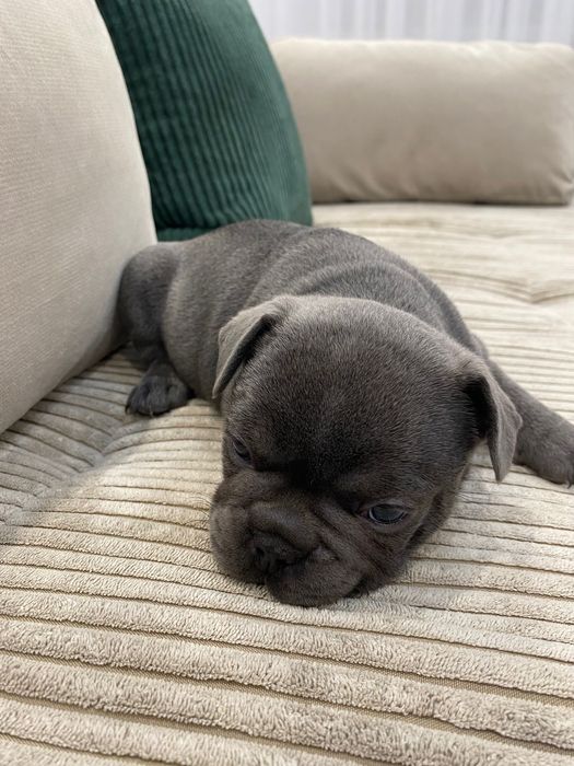 Френски булдог - френски булдочета