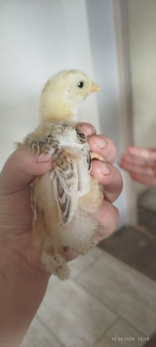 Pui casa.    rasă mixtă  17 lei carne sau ouă