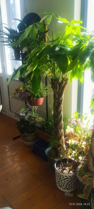 Подарочные цветы на любой праздник