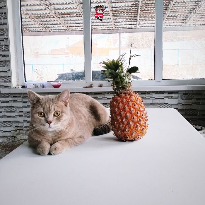 Отдам кота в добрые руки!