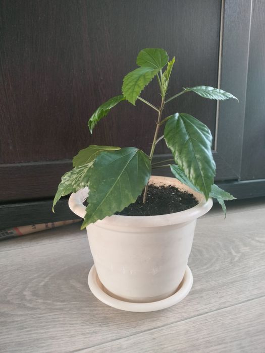 Гибискус. Китайская роза.