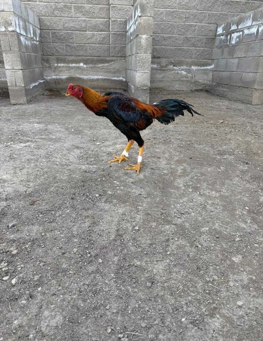 Дакан бойцовый    .