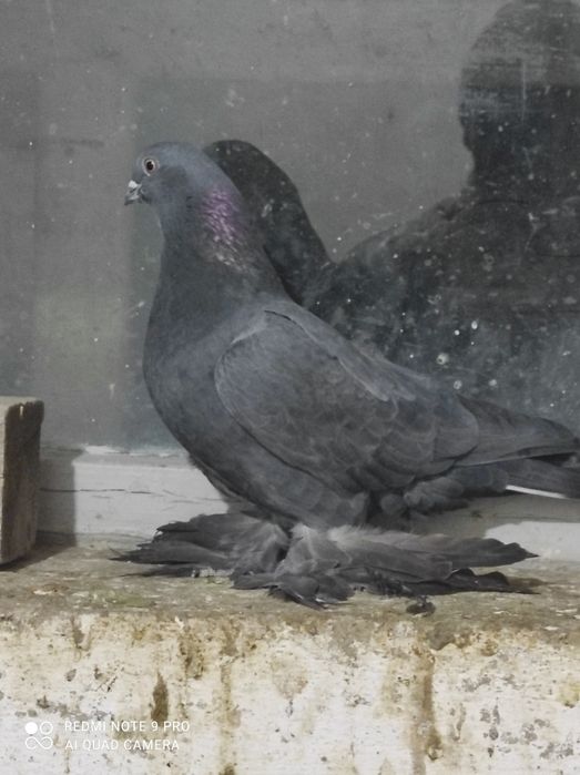 Продам голубей молодых