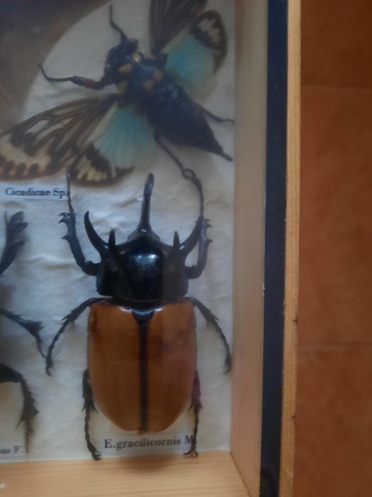 Коллекция высушенные насекомые.