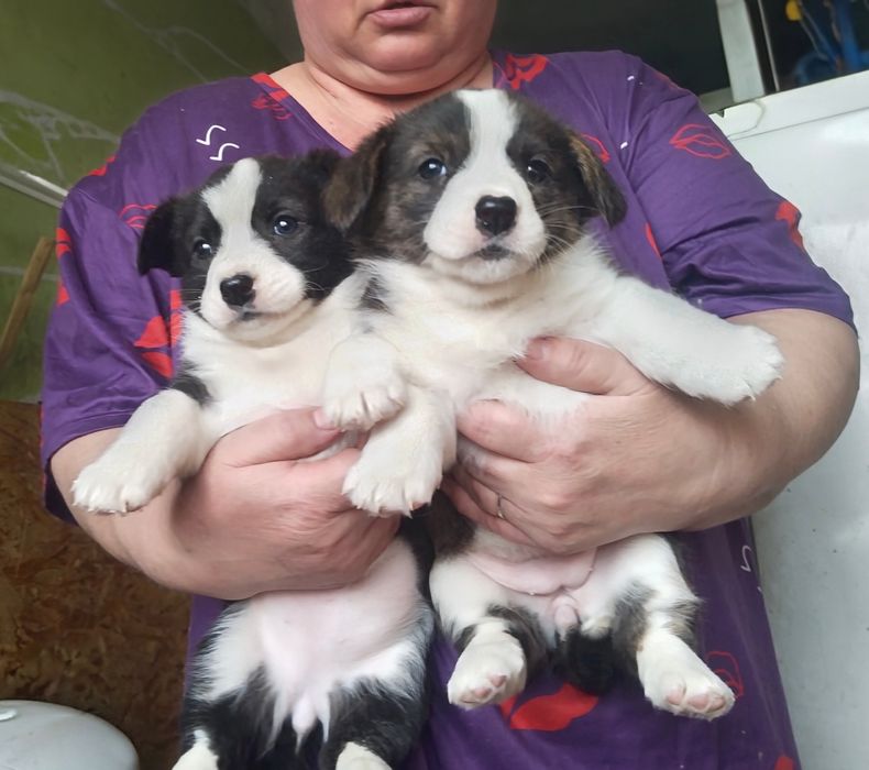 Щенки вельш корги