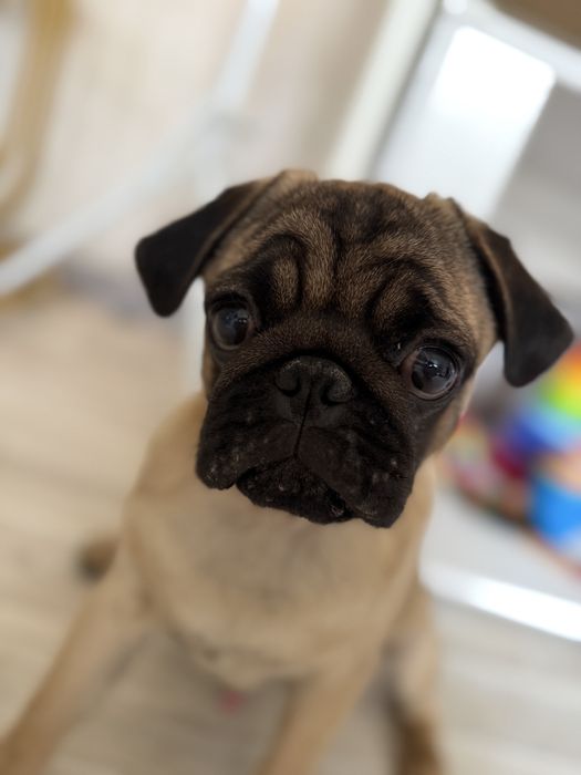 Мопс щенок 5 месяцев