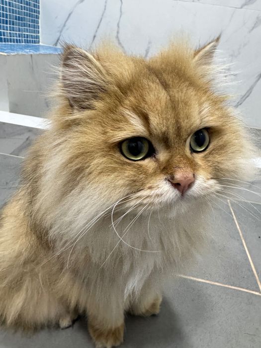 Шиншилла 1 годик