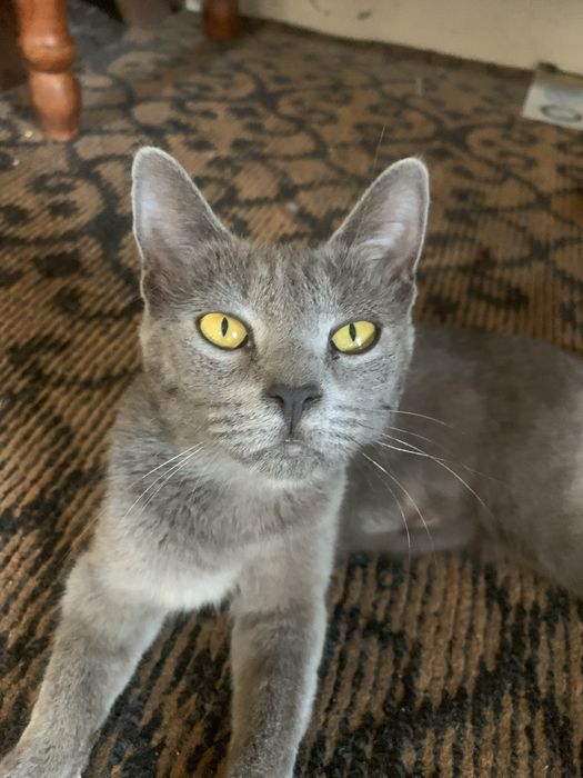 Mushuk sotiladi Zottor Zoti Scottish Fold