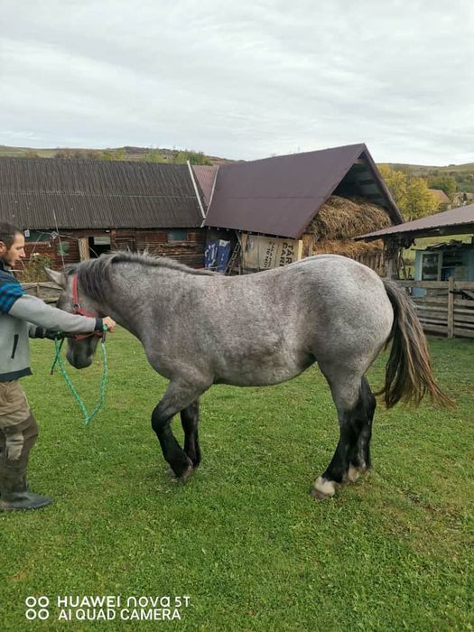 Vand manza sura de 1 an jumate