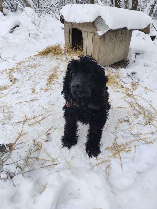 Трюфеларско куче – женско, 4 г. трюфел