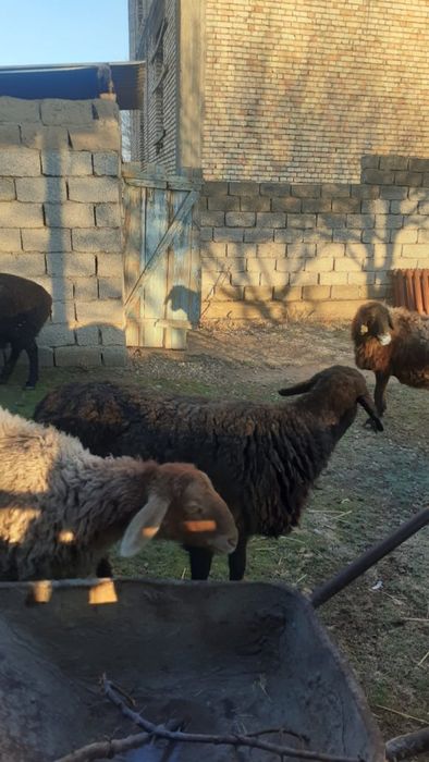 Қойлар сатылады семіз