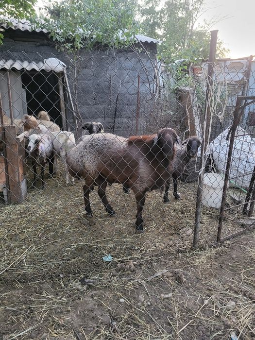 Продам кошкара 2 год