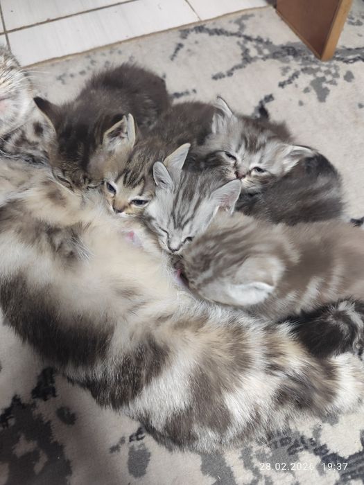 Котята  британцы