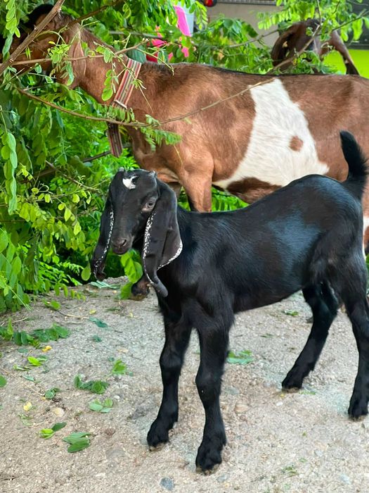 Animale capre anglonubiene