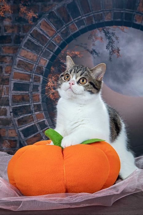 Шотландский котик