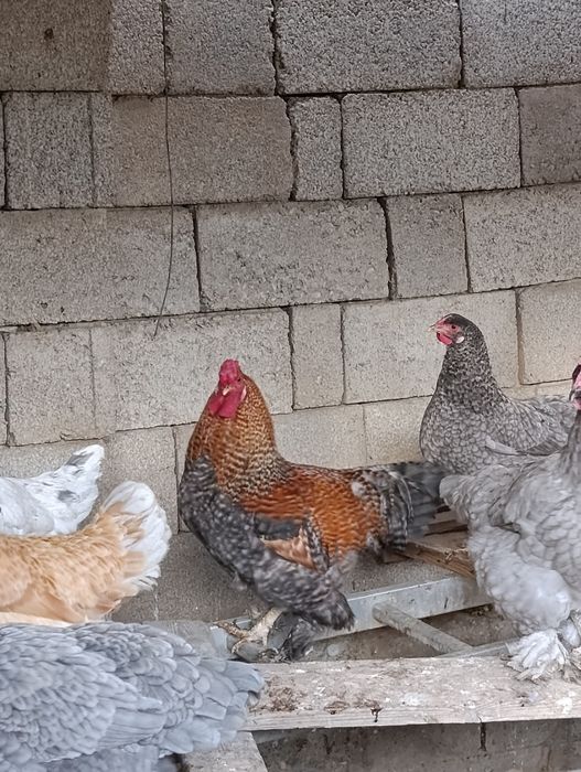 Қораз 8штук         .