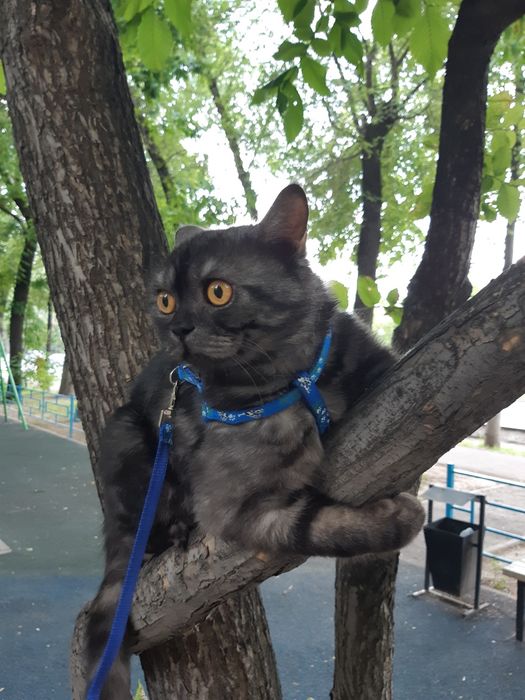 Шотландский кот ищет кошку для вязки