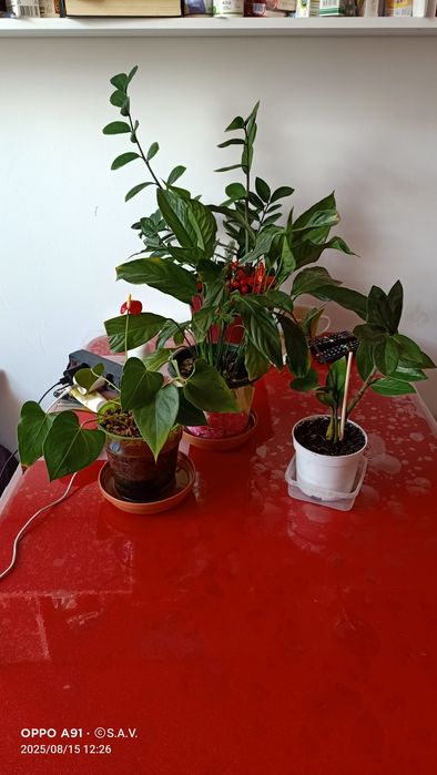 Дорогие друзья! Продаю свои любимые цветы.