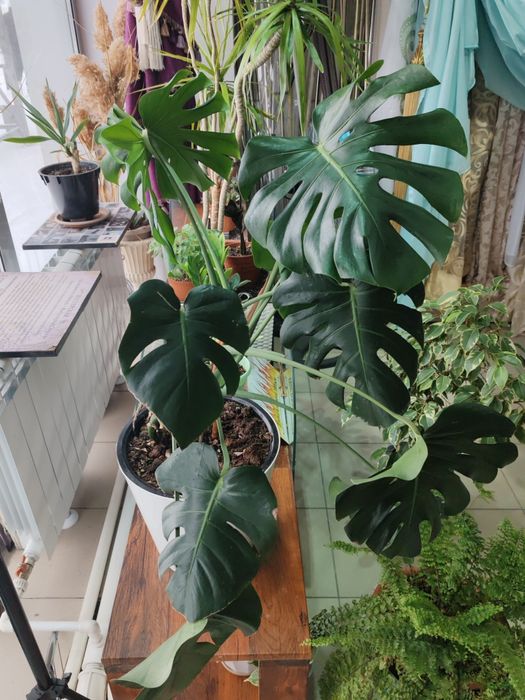 Манстера. Комнатное растение