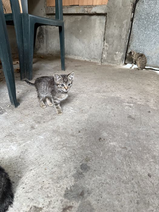 Pisicute cauta familie iubitoare