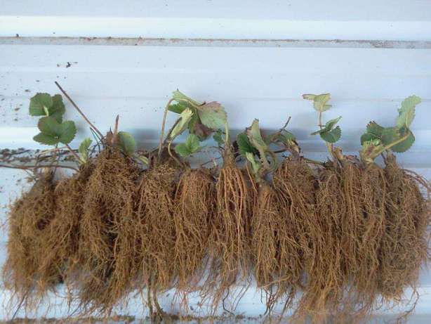 Stoloni de capsuni Albion Remontant fragi mur zmeur agris smochin