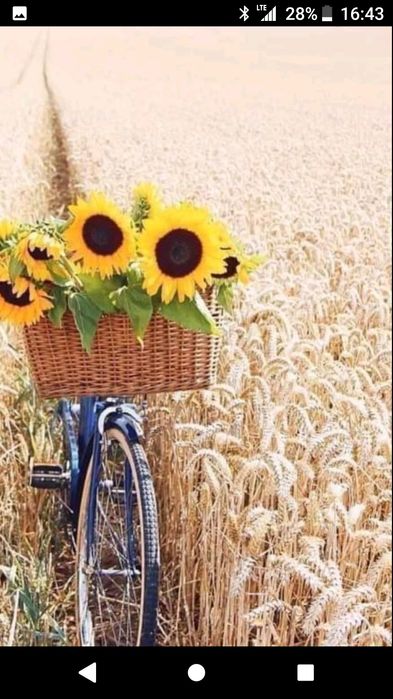 Продава се Земеделски имот в Павликени -  кв.м за 2040 €/дка - Снимка #4