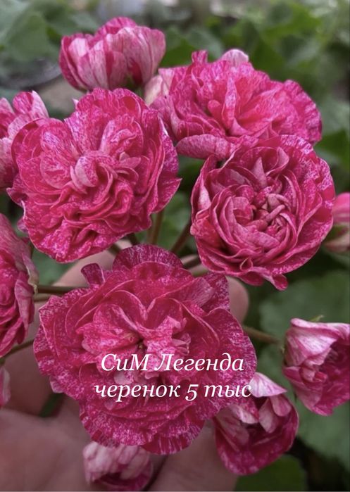 Продам черенок пеларгонии