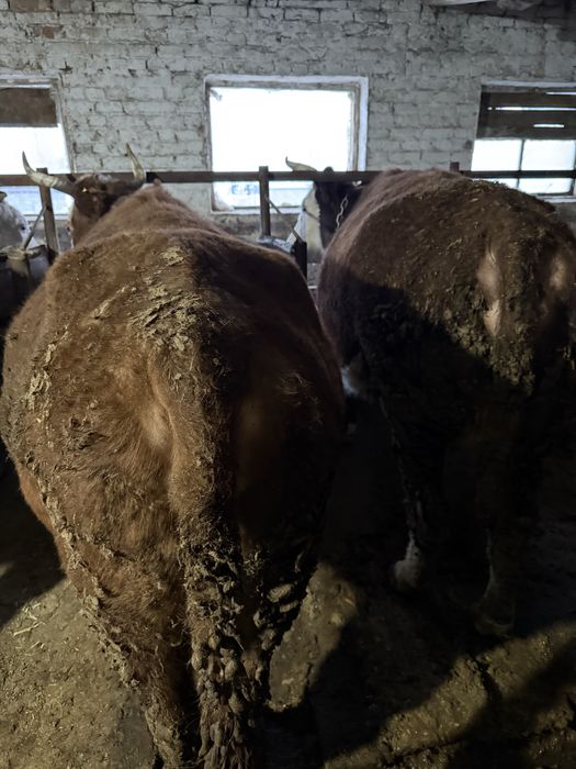 Семіз сиыр сатылады