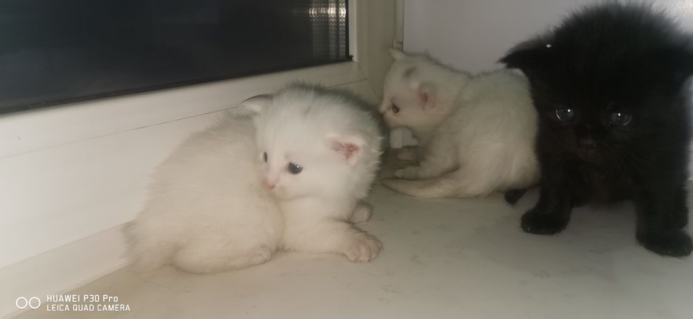 Мейн кун котята продажа